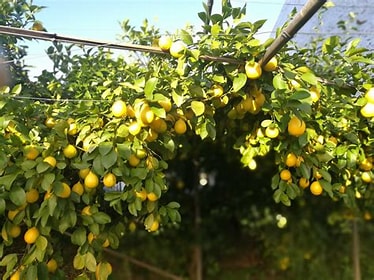 citronniers