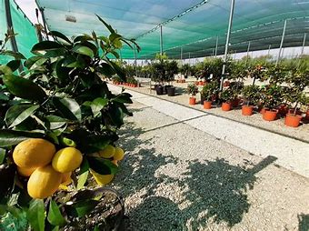 serres agrumes orangers